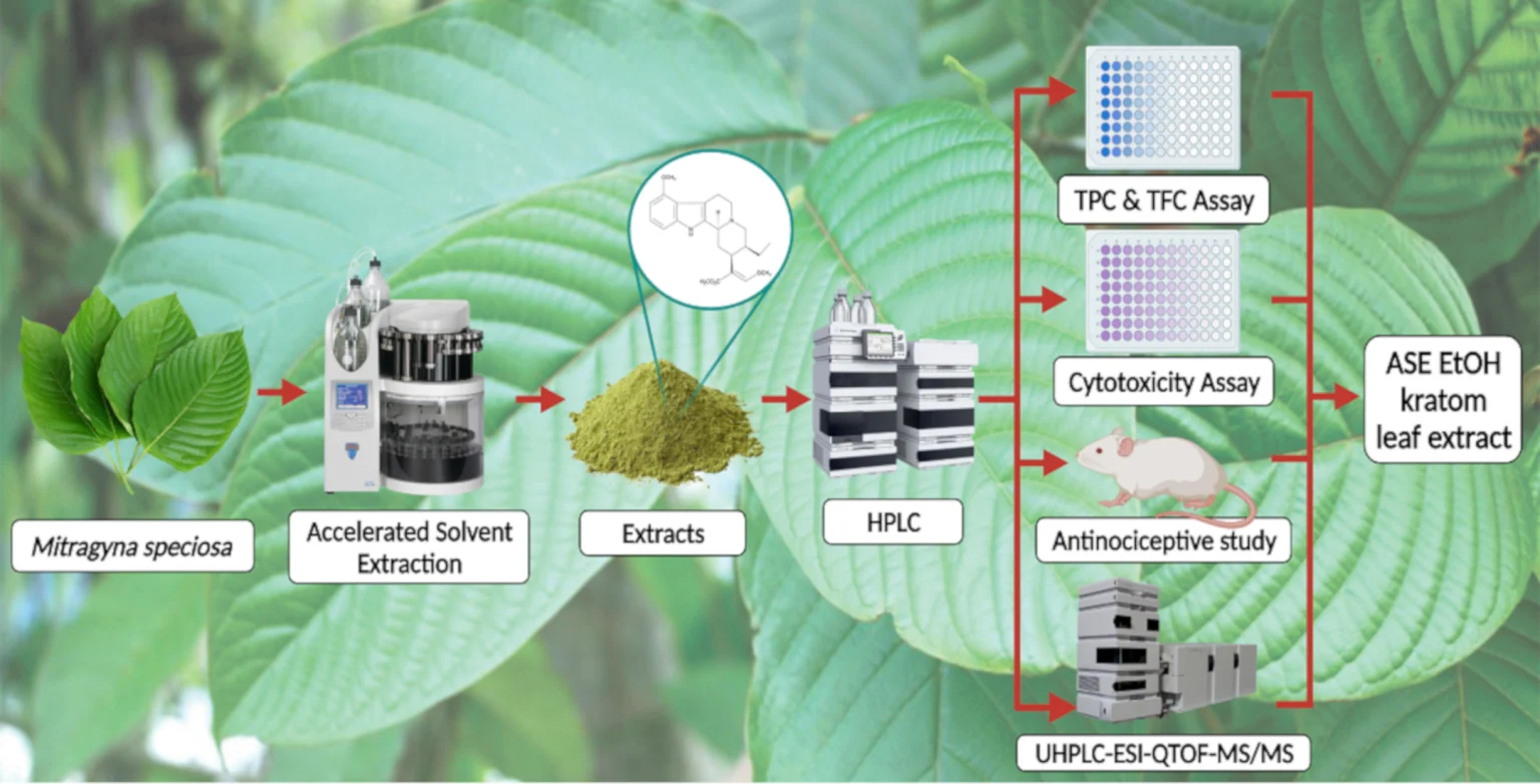 Why Choosing Lab Tested Kratom in Canada is Essential: Top Benefits Explained