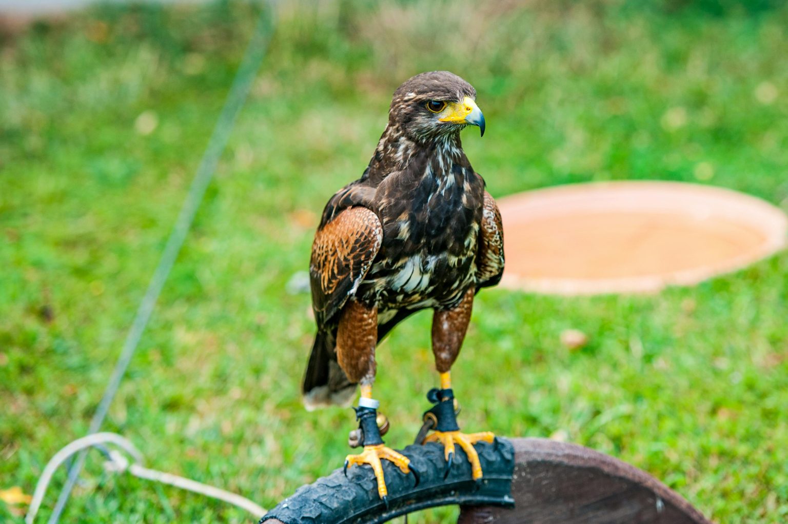 Beyond the Basics: Why Quality Truly Matters in Falconry Equipment