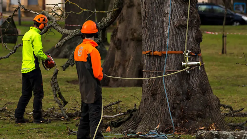 Sustainable Solutions: Safe and Eco-Friendly Tree Removal Practices in Albany, NY