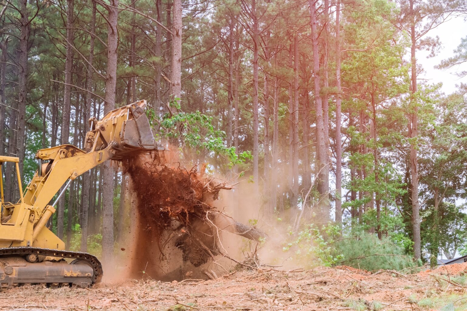 From Overgrown to Ready-to-Build: A Step-by-Step Guide to Professional Land Clearing