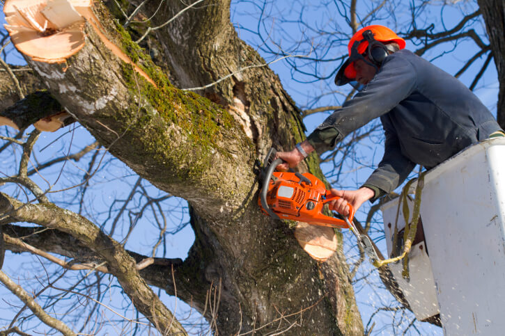 Precision Tree Care in Northern Germany: Modern Tree Felling Hamburg with Advanced Equipment and Skilled Expertise
